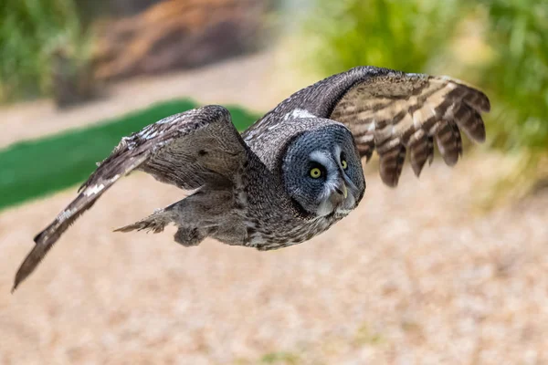 短い耳のフクロウ アシオフラメウス フクロウの飛行 肖像画 — ストック写真