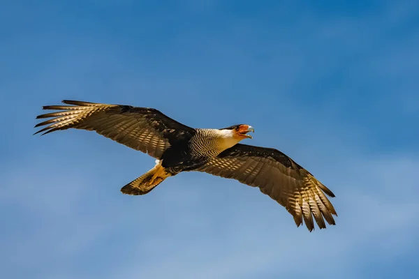 Northern Crested Caracara Cheriway Caracara Ave Rapina Voando Céu Azul — Fotografia de Stock