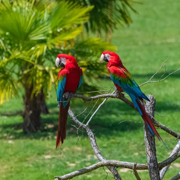 Scarlet Macaws Ara Macao Twee Mooie Papegaaien Neergestreken Een Boom — Stockfoto