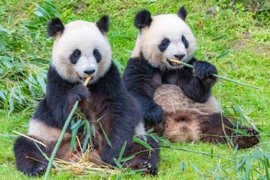 Panda, anne ve genç, birlikte bambu yeme