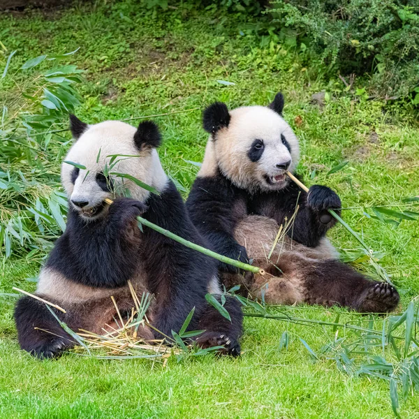 Panda, anne ve genç, birlikte bambu yeme