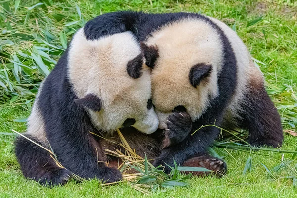 Obří Pandas Matka Objala Její Malou — Stock fotografie