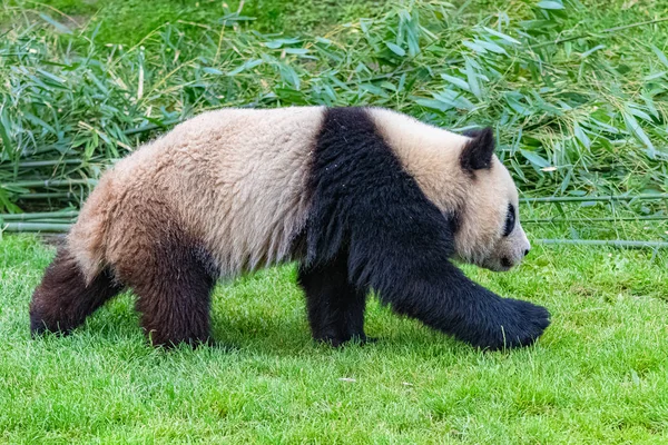 Giant Panda Walking Ung Panda Portræt - Stock-foto