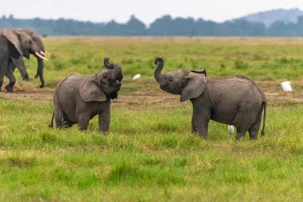 Dos Elefantes Jóvenes Jugando Juntos África —  Fotos de Stock