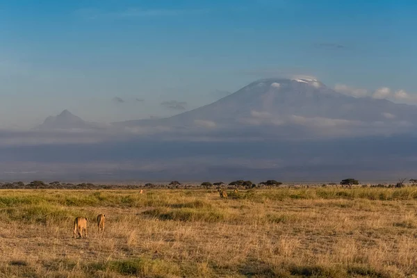 Leoni Fronte Alla Montagna Del Kilimandjaro Kenya Bellissimo Panorama — Foto Stock