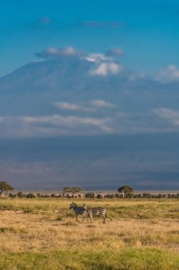 Kenya'da Kilimandjaro dağının önünde Zebralar, güzel panorama