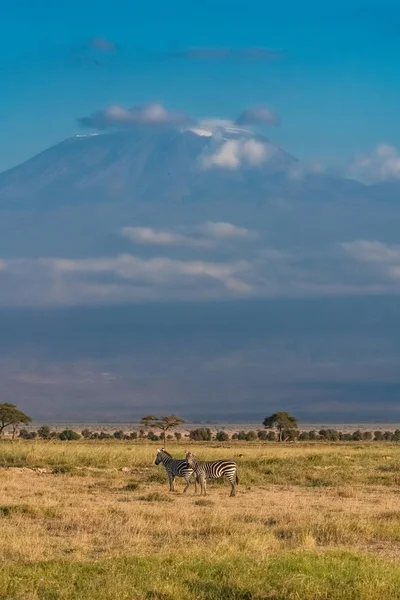 Zebrák Előtt Kilimandjaro Hegy Kenyában Gyönyörű Panoráma — Stock Fotó