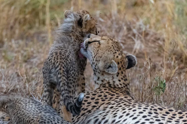 Cheetas Mãe Dois Bebês Savana Reserva Serengeti Tanzânia — Fotografia de Stock