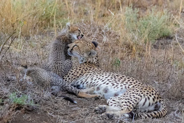 Cheetas Matka Dvě Děti Savannah Rezervace Serengeti Tanzanii — Stock fotografie