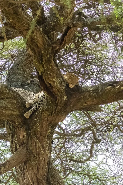 Schöner Wilder Leopard Schlafend Auf Einem Baum Afrika — Stockfoto