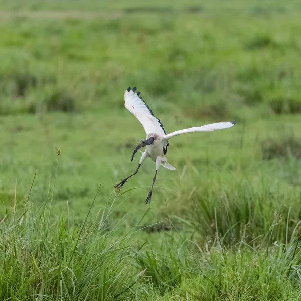 Ibis Sagrado Africano Ave Africana Aterrizando Sabana — Foto de Stock