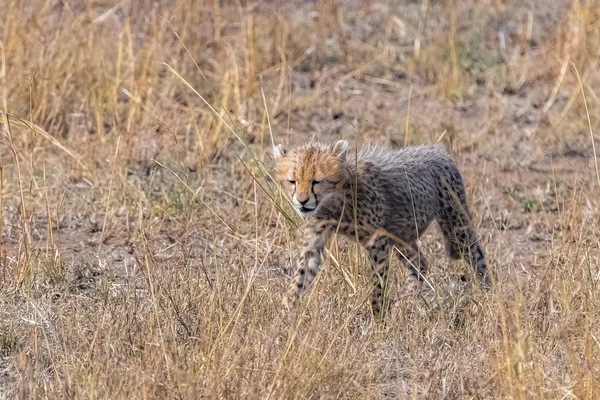 Cheeta Savanadaki Bebek Tanzanya Daki Serengeti Rezervi Çimenlerde Duran Yeni — Stok fotoğraf