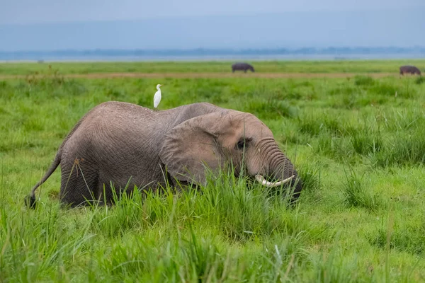 Batı Sığırları Afrika Bir Filin Sırtına Savanada Komik Hayvanlar Alalar — Stok fotoğraf