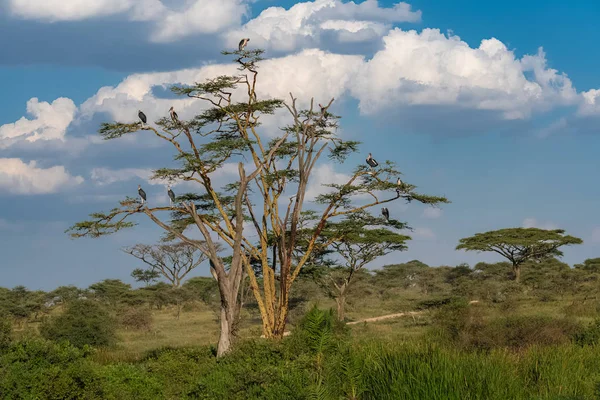 Cigüeñas Marabú Posadas Sobre Árbol Parque Serengeti Tanzania Paisaje Típico —  Fotos de Stock