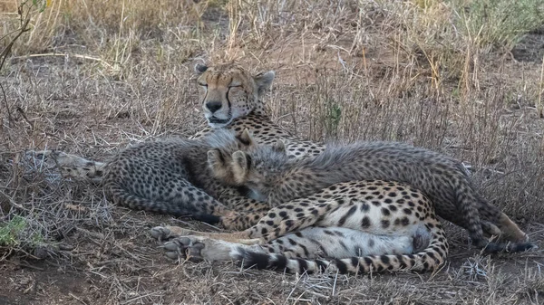 Çitalar Savannah Onu Iki Bebek Hemşirelik Tanzanya Serengeti Rezerv Panorama — Stok fotoğraf