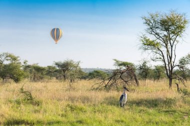 Gün doğumunda Tanzanya'daki Serengeti rezervinde savananın üzerinde hava balonu, çimenlerin arasında duran bir marabou leylek ile
