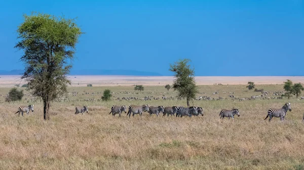 Csorda Zebrák Szavanna Serengeti Sok Állatot Síkságon — Stock Fotó