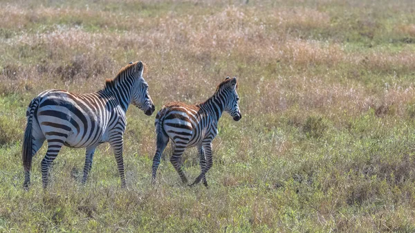 Due Zebre Nella Savana Madre Suo Bambino — Foto Stock