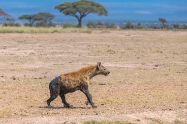 sırtlan savana çalışan çamur ile kaplı