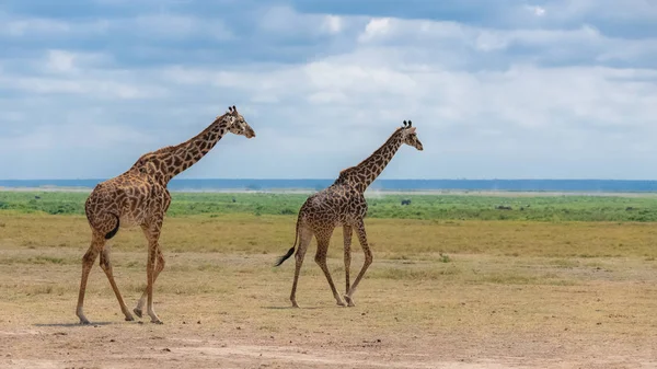 Giraffe Selvatiche Nella Savana Tanzania Bellissimo Panorama — Foto Stock