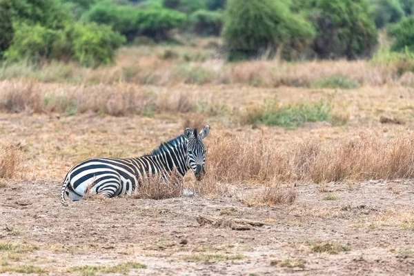 Zebra Deitada Savana Serengeti Retrato — Fotografia de Stock