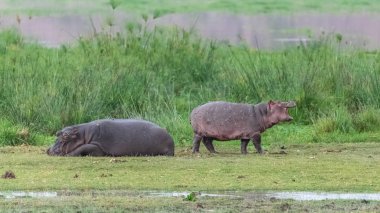 Su aygırı, anne ve Afrika'da çimenler üzerinde genç