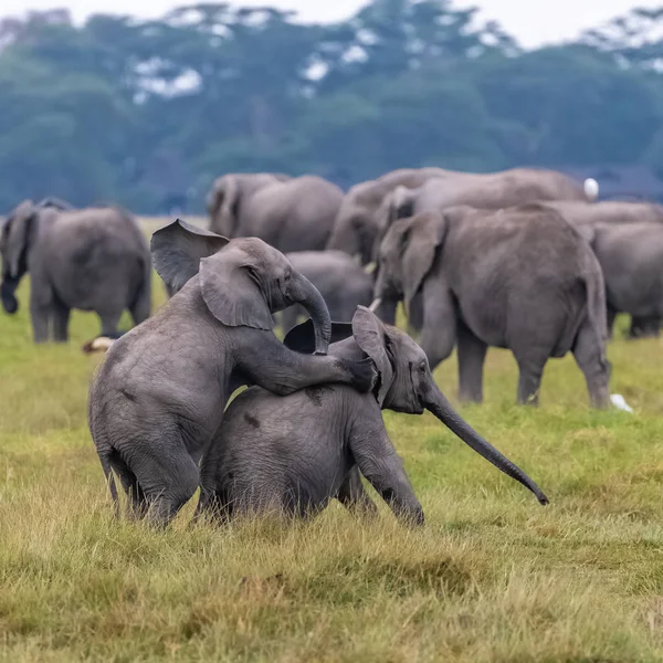 Два Молодых Слона Играют Вместе Африке — стоковое фото