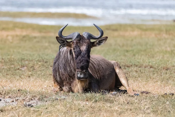 Wildebeest Gnu Lying Savannah Africa Portrait — Stock Photo, Image