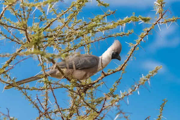 Grey Away Bird Corythaixoides Concolor Pássaro Exótico Empoleirado Uma Árvore — Fotografia de Stock