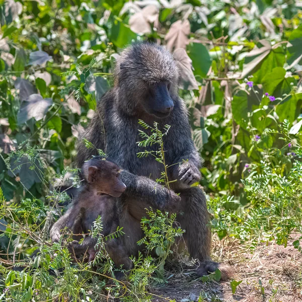 Babuíno Floresta Tanzânia Retrato Adulto Com Jovem — Fotografia de Stock