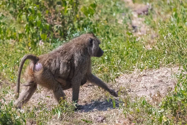 Baboons Het Bos Tanzania Baviaan Moeder Wandelen Het Dragen Van — Stockfoto