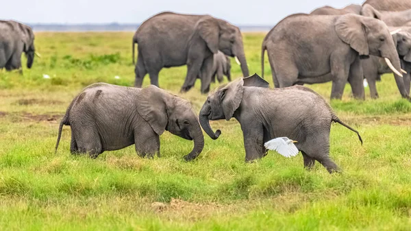 Zwei Junge Elefanten Spielen Zusammen Afrika — Stockfoto