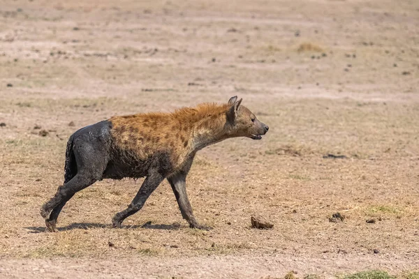 サバンナに立つ泥で覆われたハイエナ — ストック写真