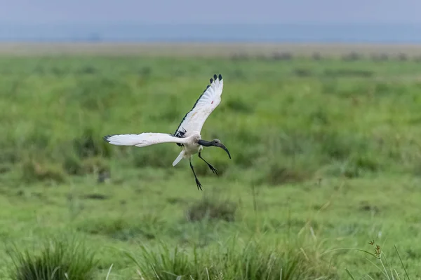 Afrikaanse Heilige Ibis Afrikaanse Vogel Landing Savanne — Stockfoto