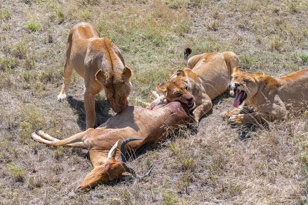 Λέαινα Που Σκότωσε Μια Αντιλόπη Και Την Τρώει Νεαρό Λιοντάρι — Φωτογραφία Αρχείου