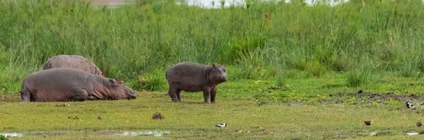 Hippopotamus Föräldrarna Och Unga Gräset Afrika — Stockfoto