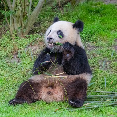 Dev panda, ayı panda bambu yemek 