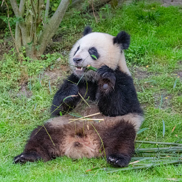 Dev panda, ayı panda bambu yemek 