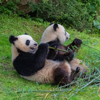 Dev pandalar, ayı pandalar, anne ve oğlu bambu yiyor 