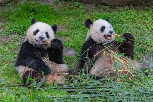 Giant pandas, bear pandas, the mother and her son eating bamboo