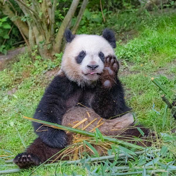 Giant Panda Bear Panda Funny Animal Making Faces Eating Bamboo — Stock Photo, Image