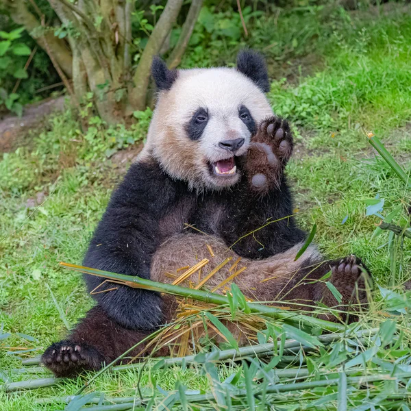 Giant panda, bear panda, funny animal making faces and eating bamboo