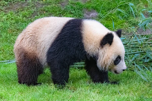 Гигантская Панда Медвежья Панда Молодая Походка — стоковое фото