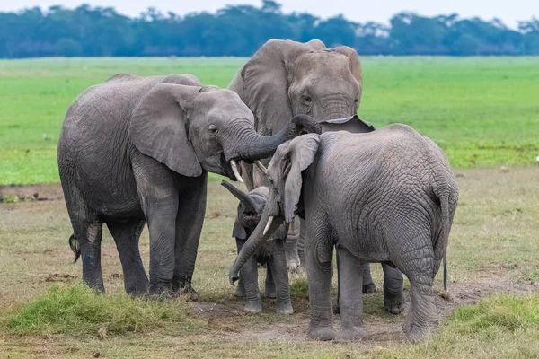 在非洲大草原上 一群大象 带着一个婴儿等待营养 — 图库照片