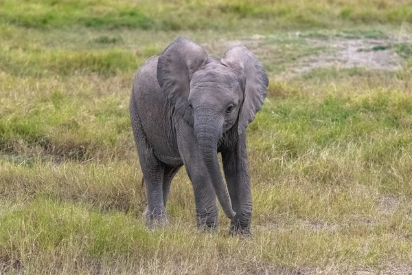 一只年轻的大象在非洲的热带草原上玩耍 — 图库照片