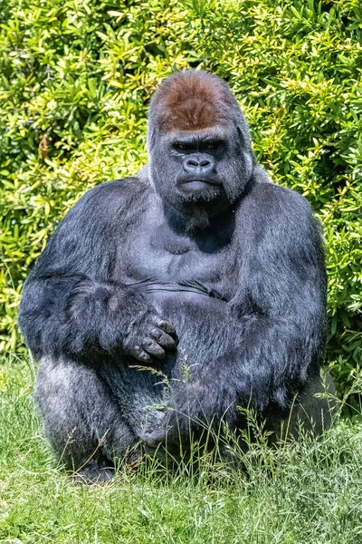 Gorila Mono Dominando Macho Sentado Hierba Actitud Divertida —  Fotos de Stock