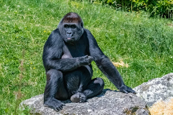 Gorilla Scimmia Femmina Seduta Nell Erba Atteggiamento Divertente — Foto Stock