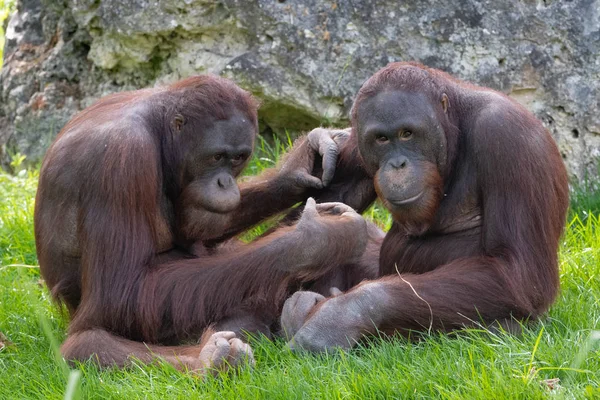 Dois Orangotangos Sentados Grama Macacos Engraçados Removendo Piolhos — Fotografia de Stock