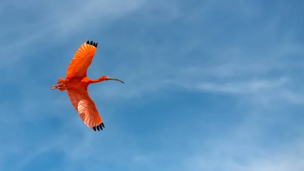 Scarlet Ibis Eudocimus Ruber Uccello Rosso Che Vola — Foto Stock
