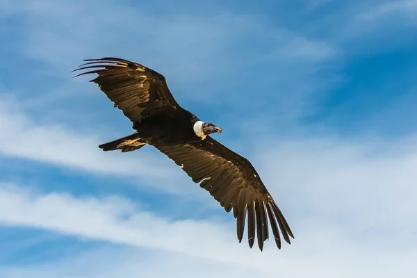 Cóndor Andino Vultur Gryphus Hermoso Pájaro Volando Retrato —  Fotos de Stock